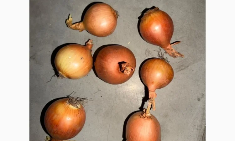 Куплю цибулю по цене 5 гривень - фото № 1