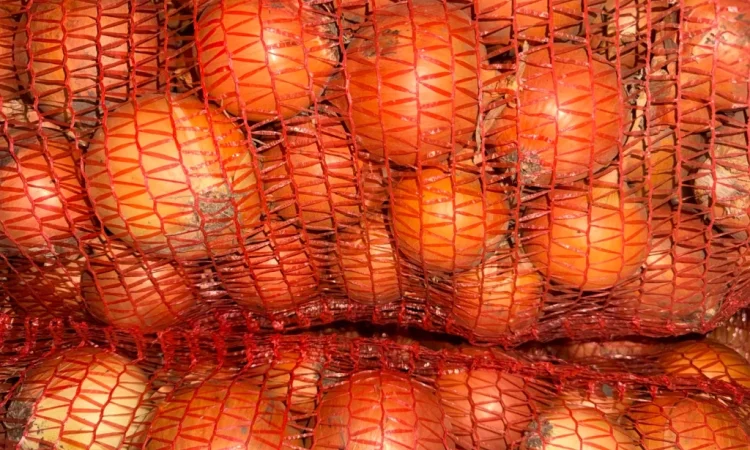 Продаю цибулю сорт манас - фото № 1