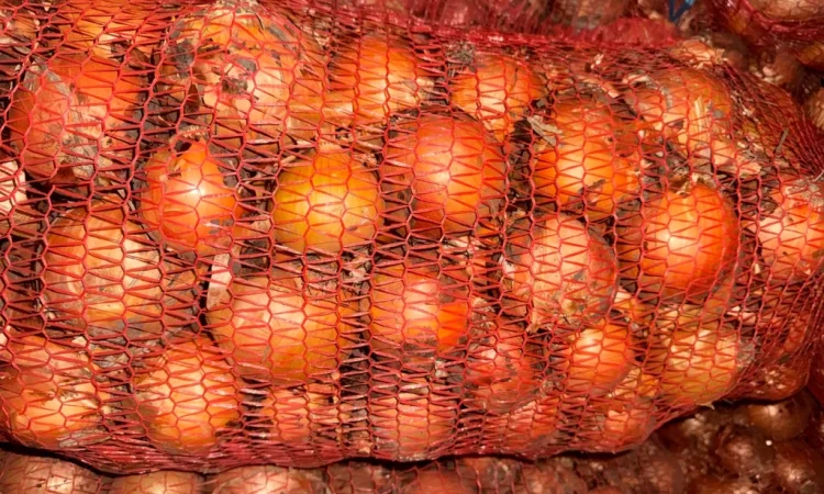 Продаю цибулю сорт манас - фото № 2