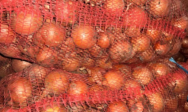 Продаю цибулю сорт манас - фото № 3