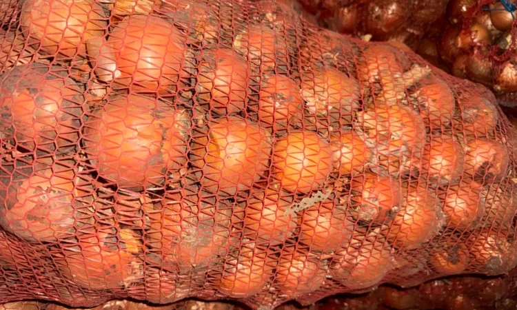 Продаю цибулю сорт манас - фото № 4