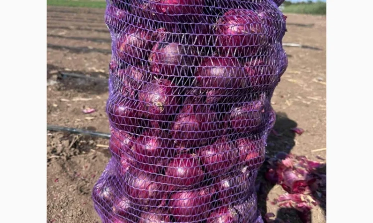 Продаж лука марс - фото № 2