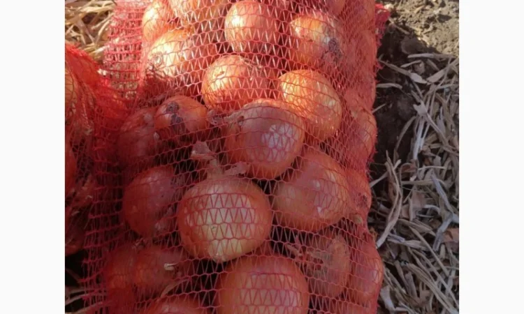 Продажа Лук сорт медуза и мелори - фото № 1