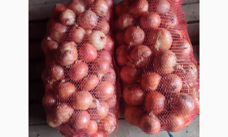 Продажа Лук сорт медуза и мелори - фото № 4