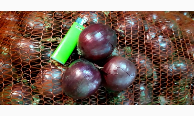 Цибуля червона - продажа - фото № 3