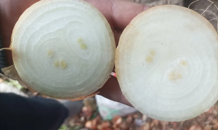 Продаю штутгард цибулю на перо - фото № 1