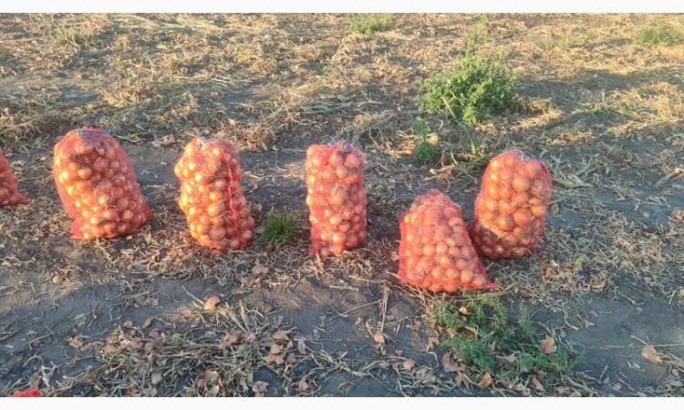 Цибуля суха оптом - фото № 3