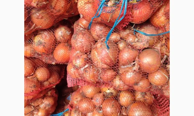 Цибуля суха оптом - фото № 6