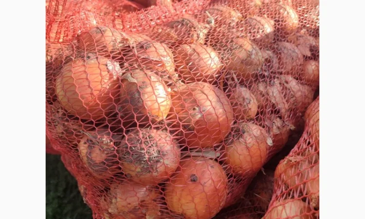 Цибуля суха оптом - фото № 5