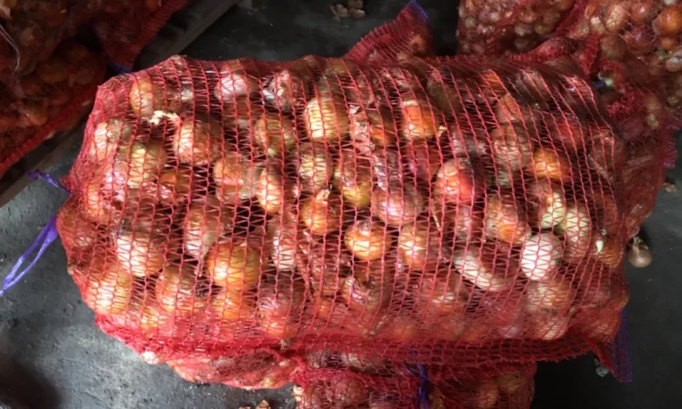 Лук сорт Штутгарт на продажу - фото № 1