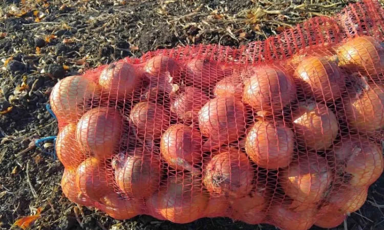 Продаж великої цибулі 8+ - фото № 1