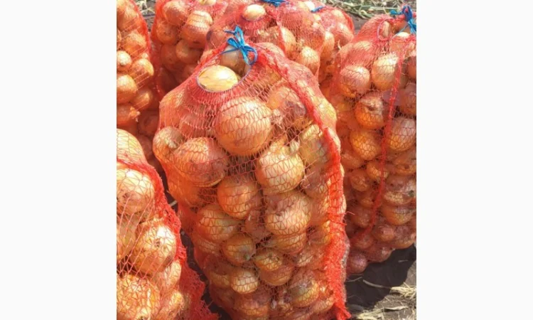 Продажа молодой цибулі - фото № 1