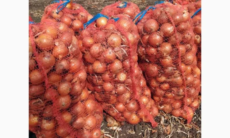 Покупка цибулі Дерек в обсягах - фото № 1