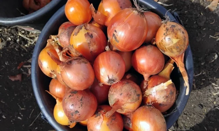 Покупка цибулі Дерек в обсягах - фото № 2