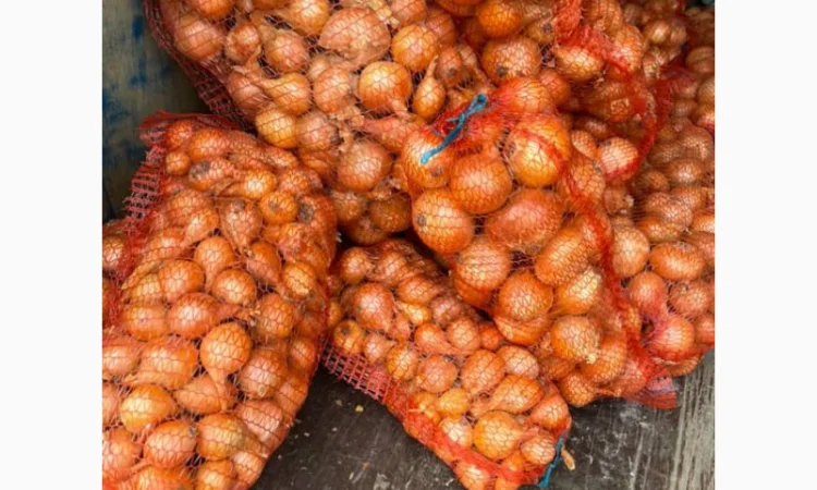 Цибуля радар - свіжий лук на продаж - фото № 1