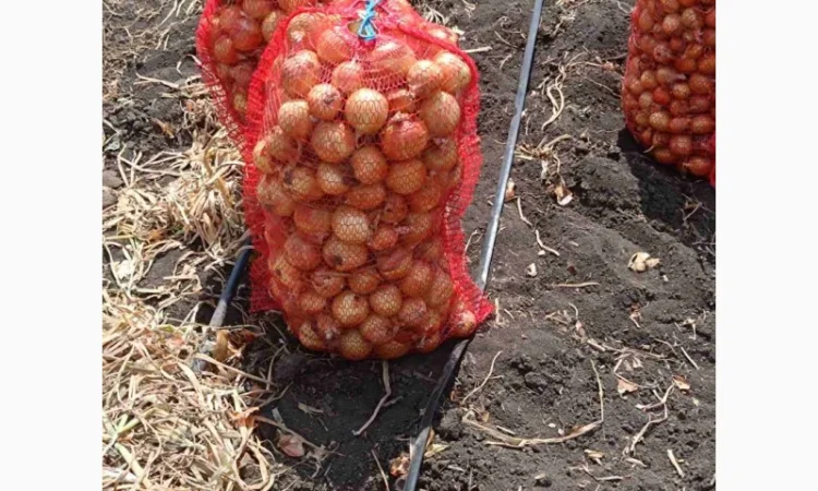 Продажа цибулі в Красивському - фото № 3