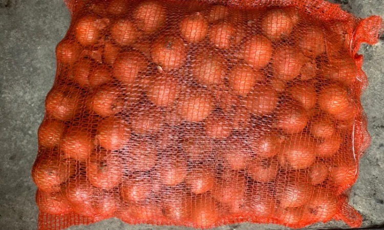 Цибуля нового поступлення на продаж - фото № 1