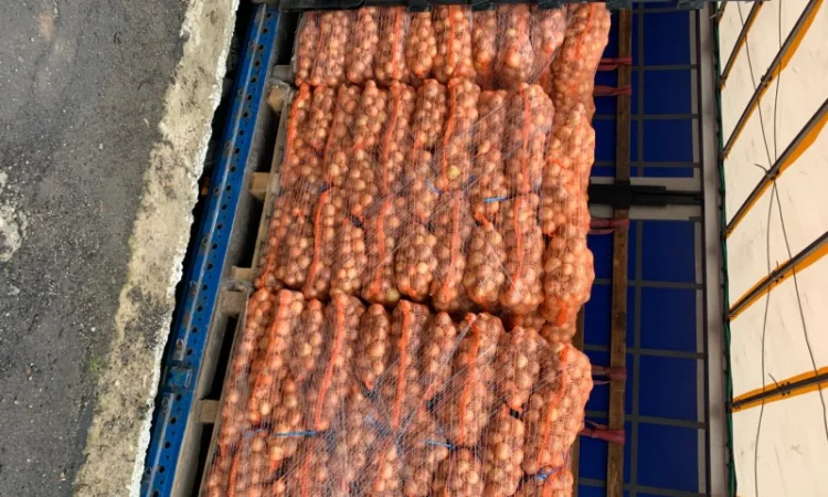 Лук оптом з Польщі - фото № 2