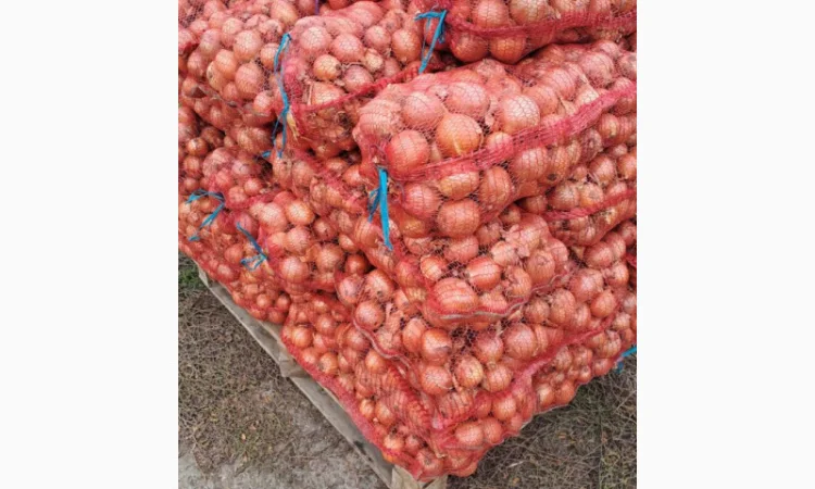 Продаж цибулі Медуза, ціна 3,5грн - фото № 2