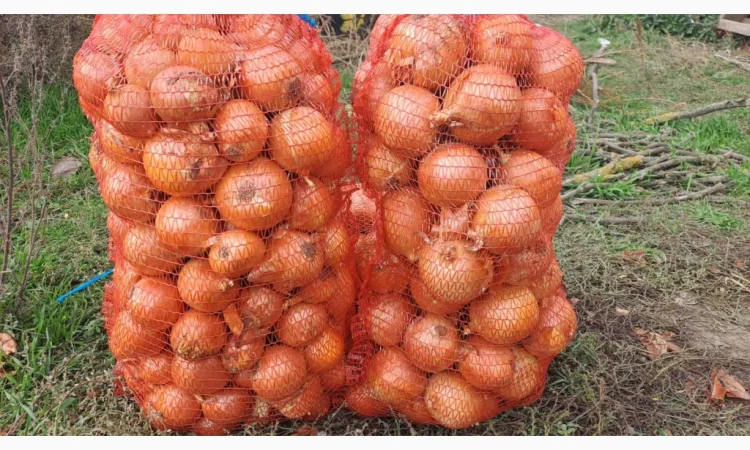 Продаж цибулі Медуза, ціна 3,5грн - фото № 3