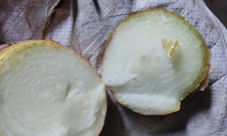 Якісна цибуля на перо Штутгарт - фото № 1