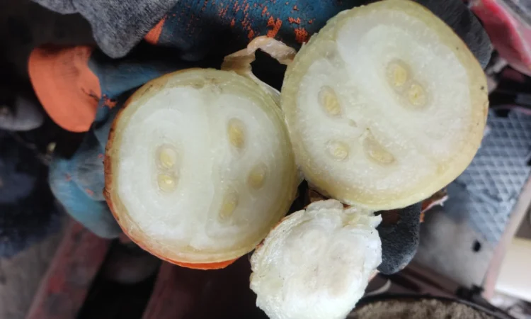 Якісна цибуля на перо Штутгарт - фото № 2