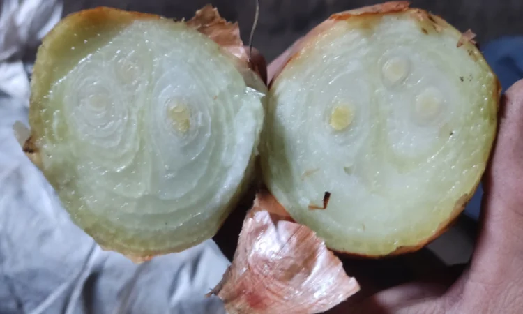 Якісна цибуля на перо Штутгарт - фото № 3