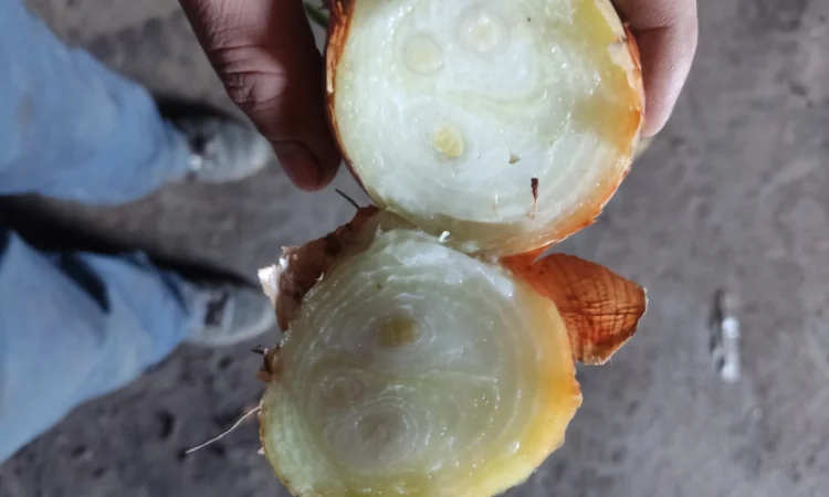 Якісна цибуля на перо Штутгарт - фото № 4