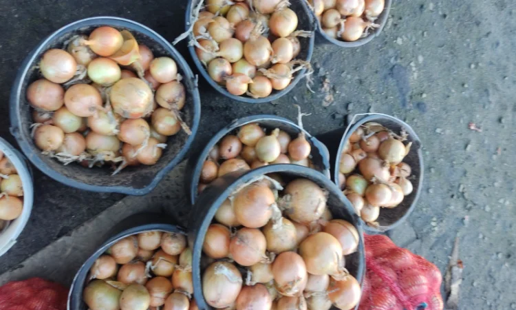 Продаю цибулю гарної якості - фото № 2