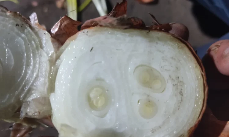 Продаж цибулі на перо - фото № 1