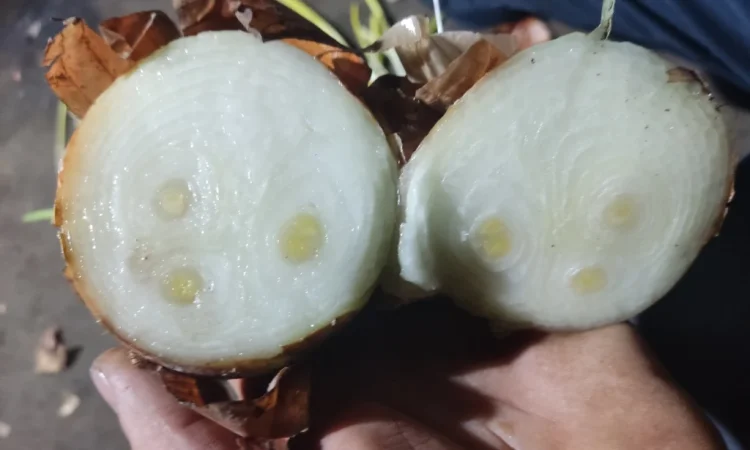 Продаж цибулі на перо - фото № 2