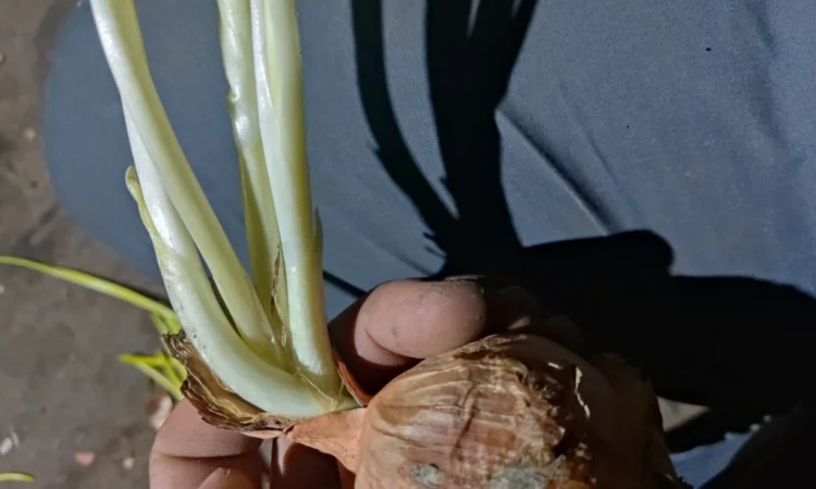 Продаж цибулі на перо - фото № 3