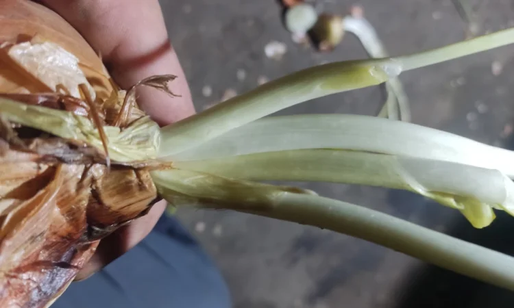 Продаж цибулі на перо - фото № 4