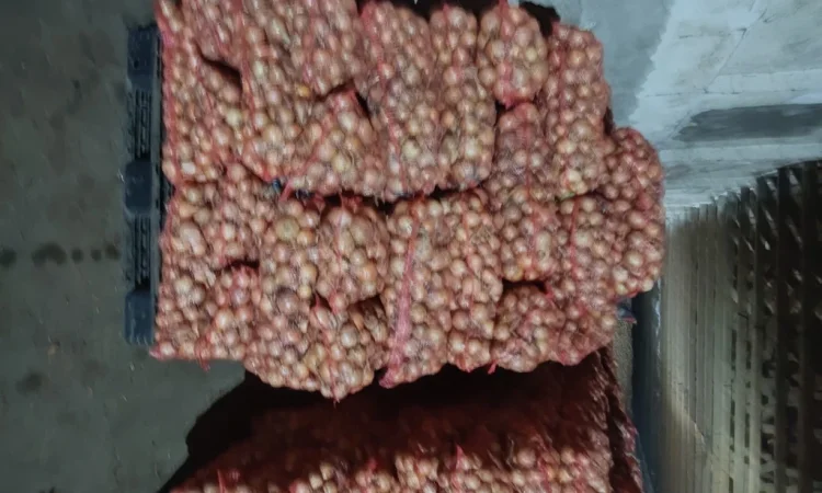 Продаж цибулі на перо - фото № 5