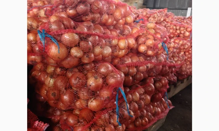 Продажа цибулі гібрид Дерек 1 ґатунок - фото № 1