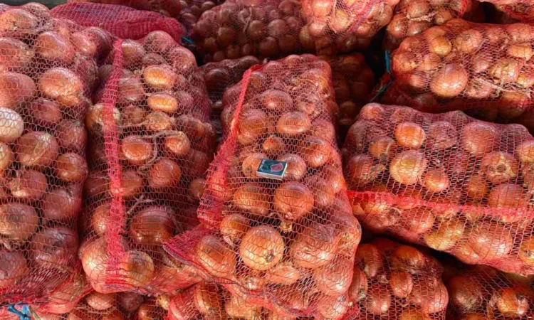 Продажа цибулі гібрид Дерек 1 ґатунок - фото № 2