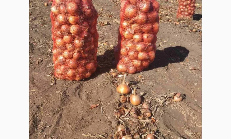 Продаж цибулі гібриду Банко - фото № 1