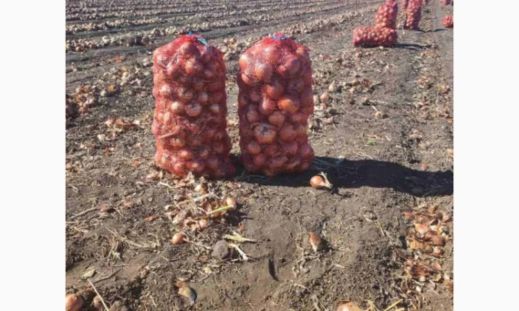 Продаж цибулі гібриду Банко - фото № 2