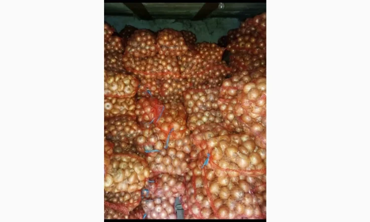 Продаж цибулі медуза - фото № 1