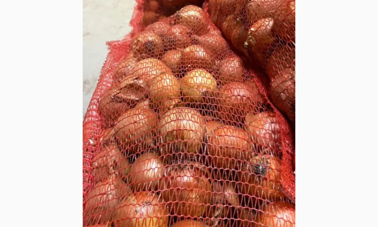 Цибуля ріпчаста від виробника - фото № 3