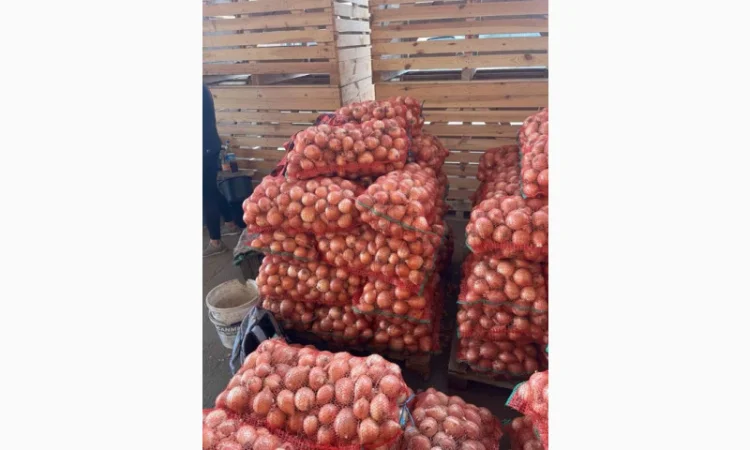 Цибуля першого гатунку на продаж - фото № 3