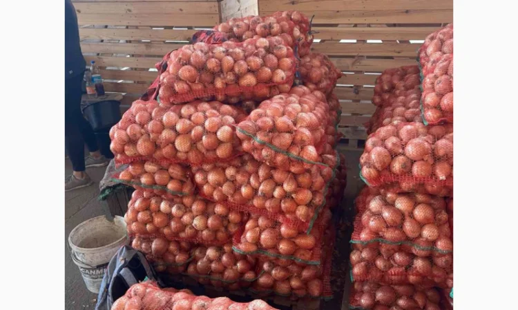 Цибуля першого гатунку на продаж - фото № 4