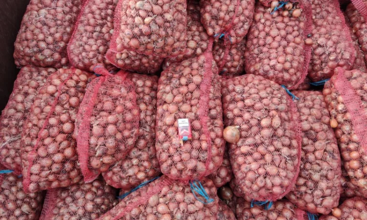 Продается мілка цибуля Медуза - фото № 1