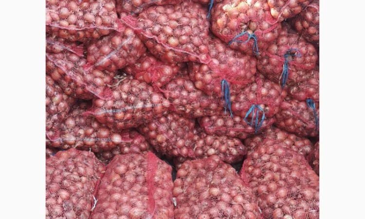 Продается мілка цибуля Медуза - фото № 2