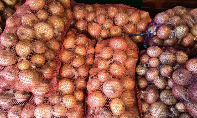 Продажа ріпчастої цибулі оптом - фото № 1