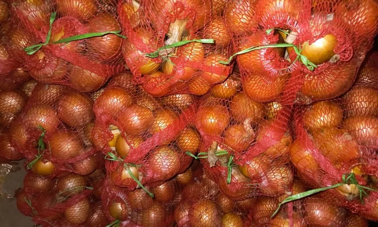 Продажа ріпчастої цибулі оптом - фото № 2