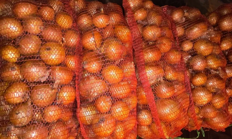 Продажа ріпчастої цибулі оптом - фото № 3