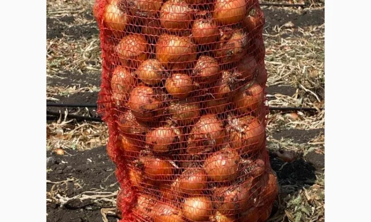 Продажа цибулі фракція 5-7 - фото № 1