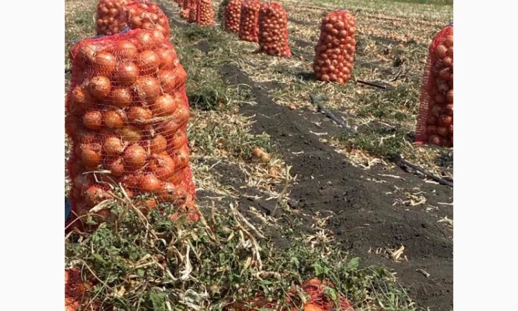 Продажа цибулі фракція 5-7 - фото № 2