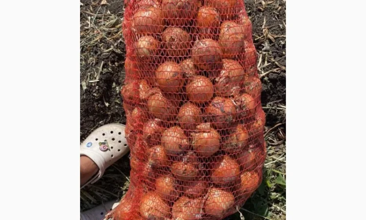 Продажа цибулі фракція 5-7 - фото № 3